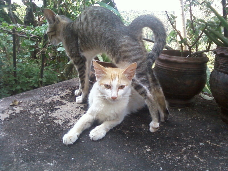 Two Cats on a Ledge