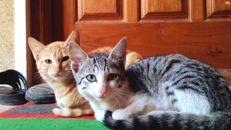 Two Cats on a Mat
