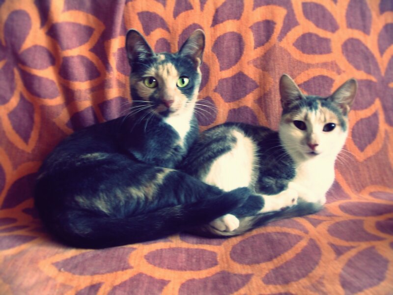 Two cats on a patterned blanket