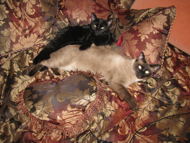 Two cats on a patterned couch