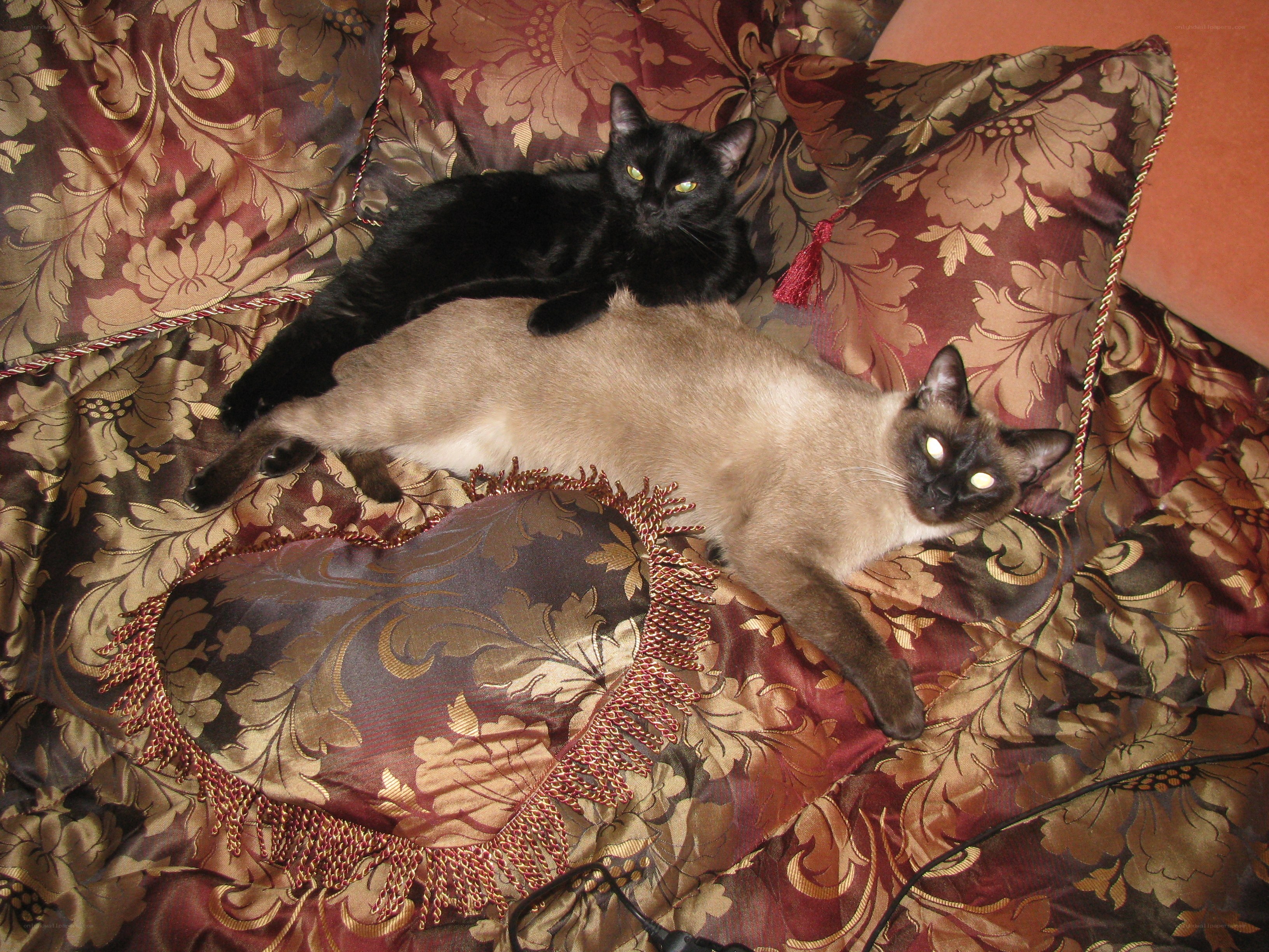 Two cats on a patterned couch