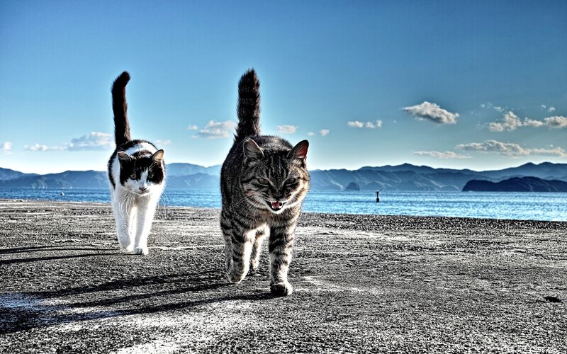 Two Cats on a Pier