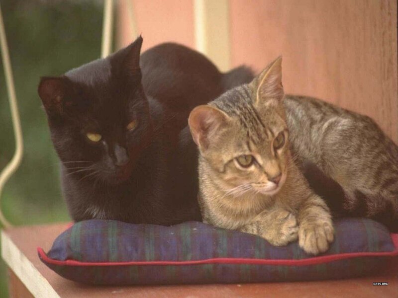 Two Cats on a Pillow