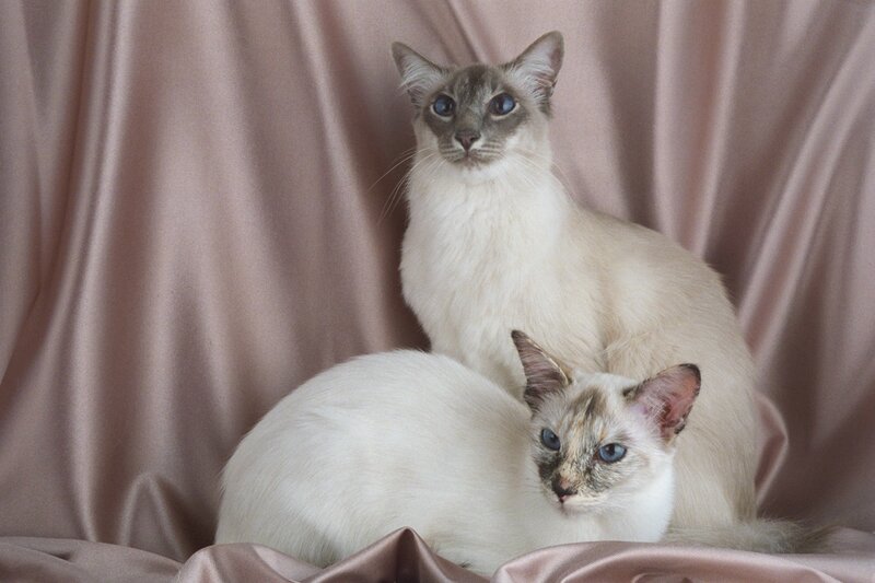 Two cats on a pink backdrop