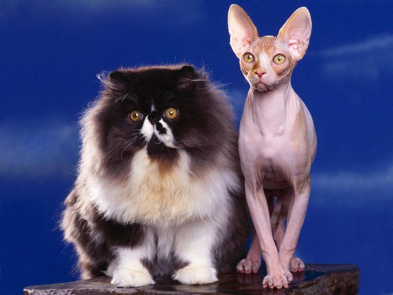 Two Cats on a Platform — Blue, Neutral
