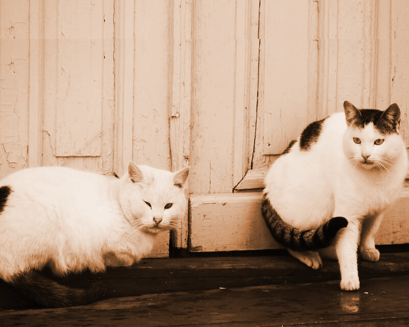 Two cats on a porch
