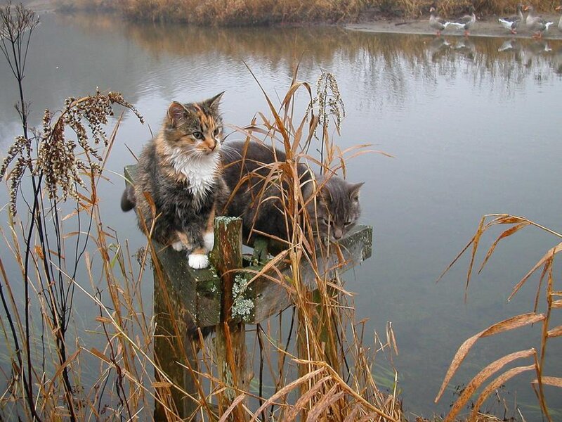Two Cats on a Post
