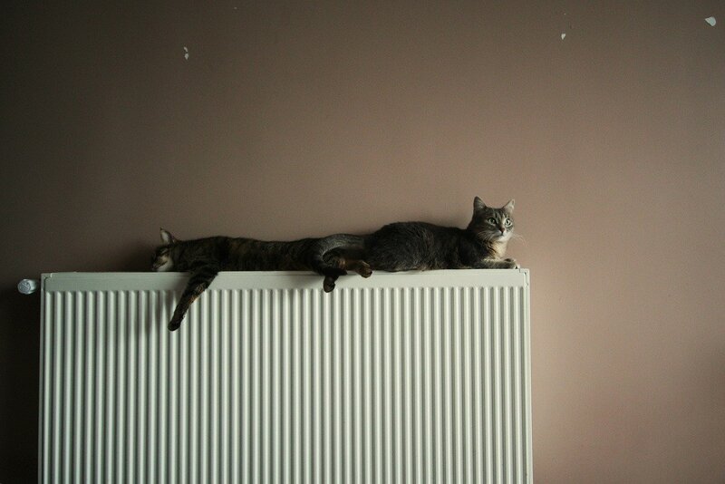 Two cats on a radiator