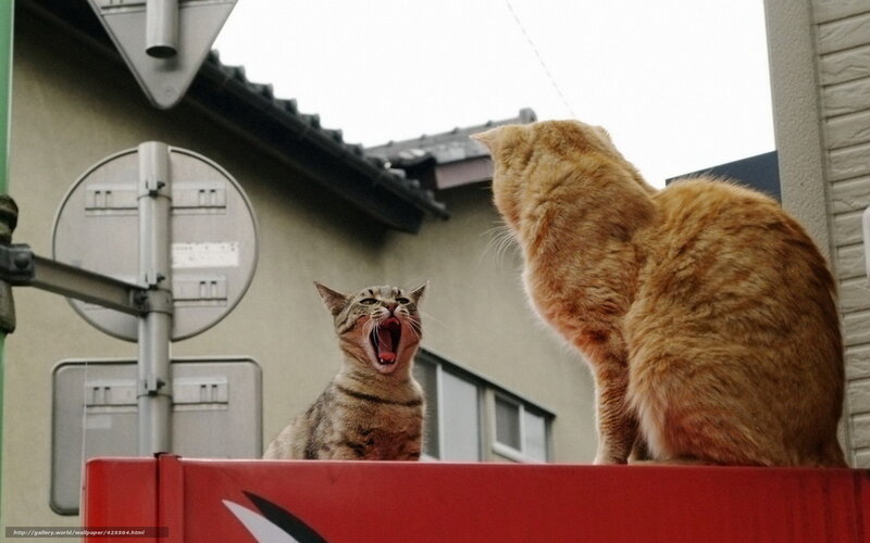 Two cats on a red surface