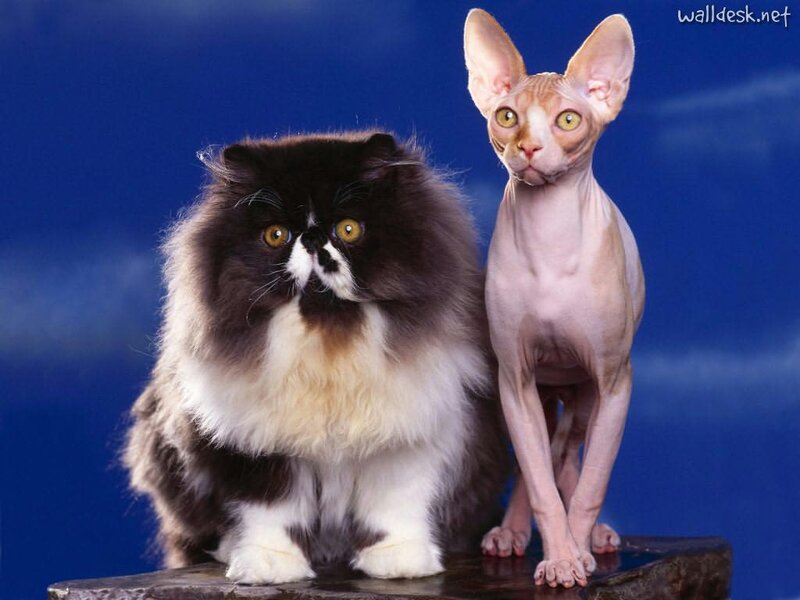 Two Cats on a Rock — Blue