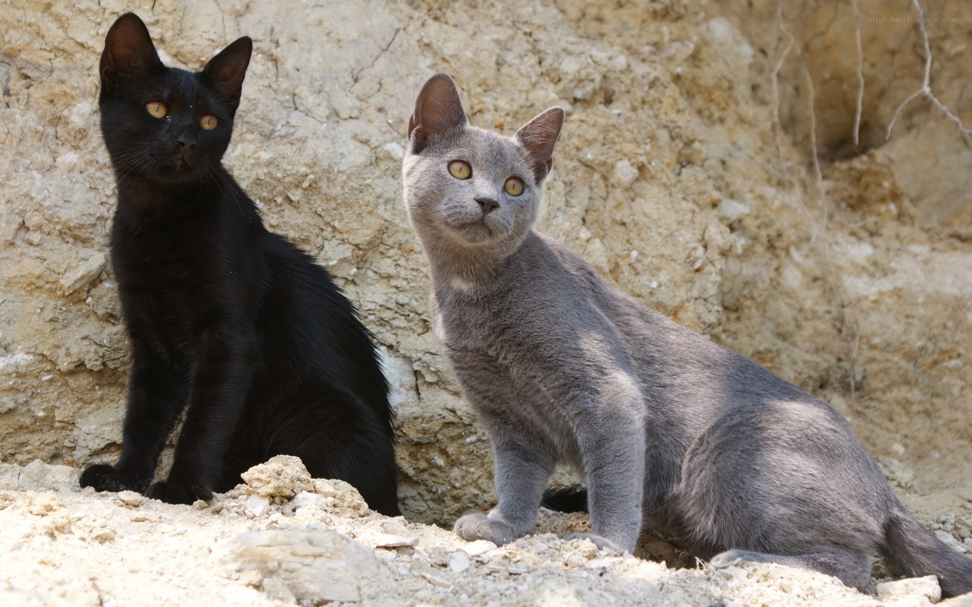 Two cats on a rocky slope
