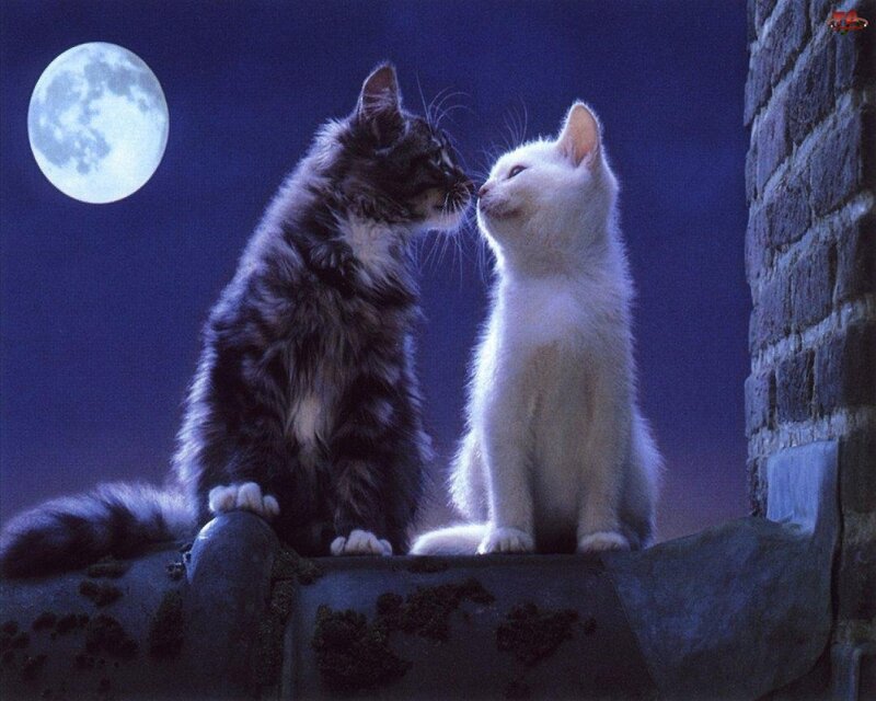 Two Cats on a Rooftop — Blue, Serene, Night