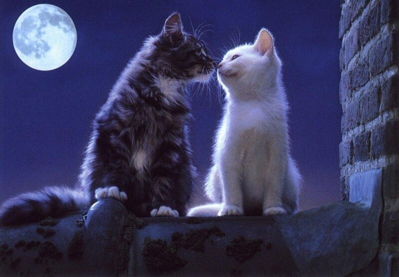 Two Cats on a Rooftop — Blue