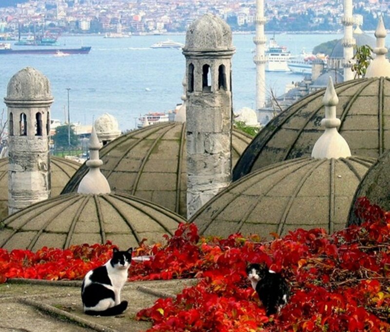 Two Cats on a Rooftop — Red