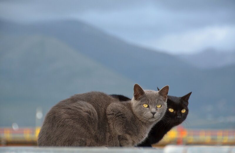 Two cats on a rooftop