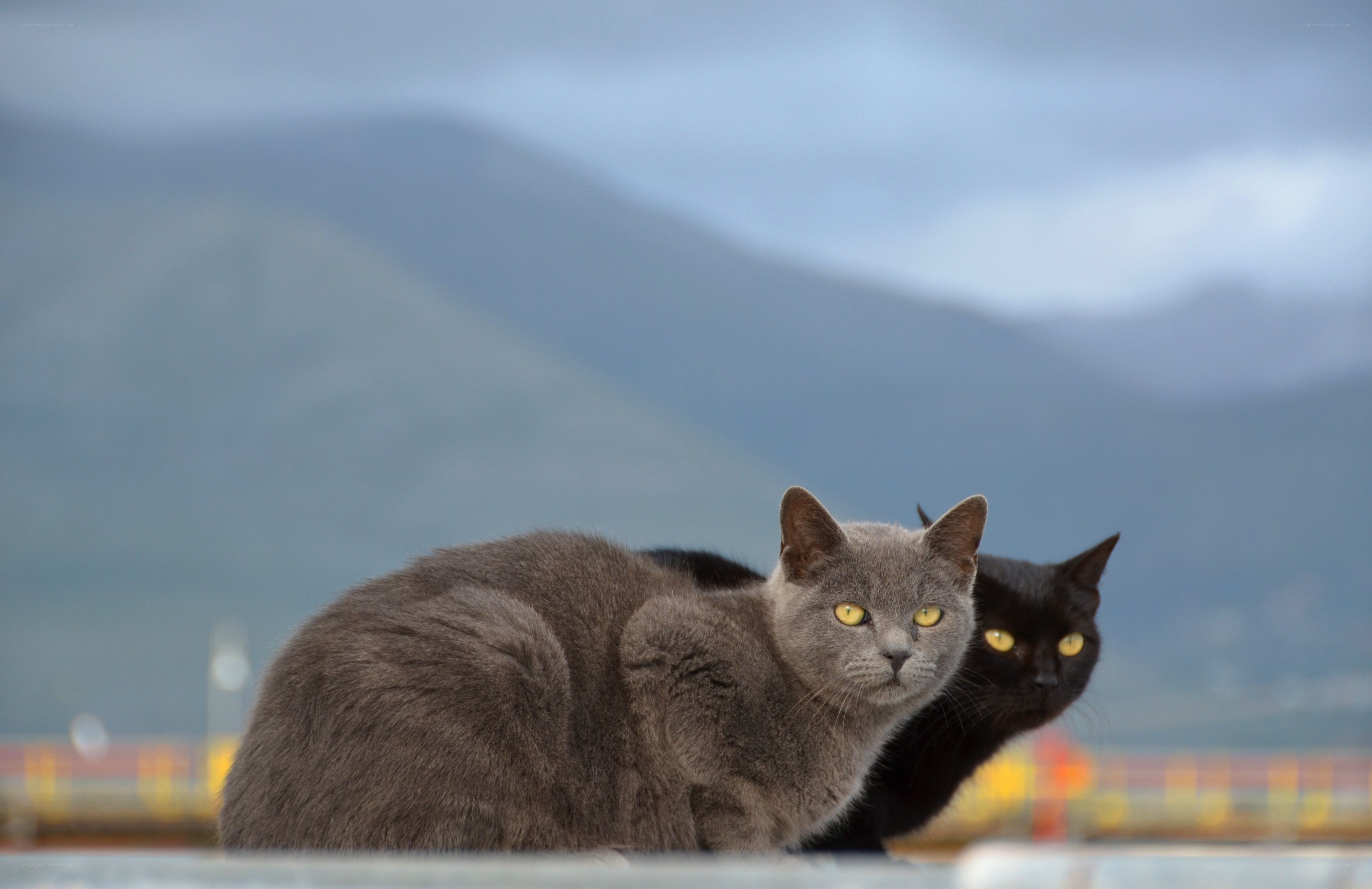 Two cats on a rooftop