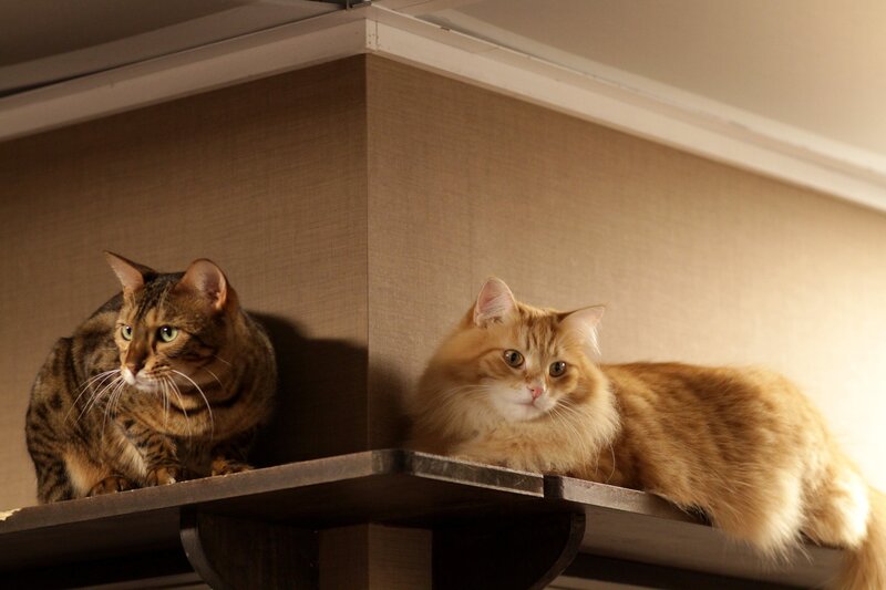 Two cats on a shelf