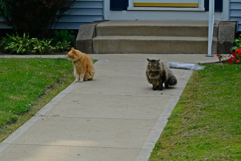 Two Cats on a Sidewalk