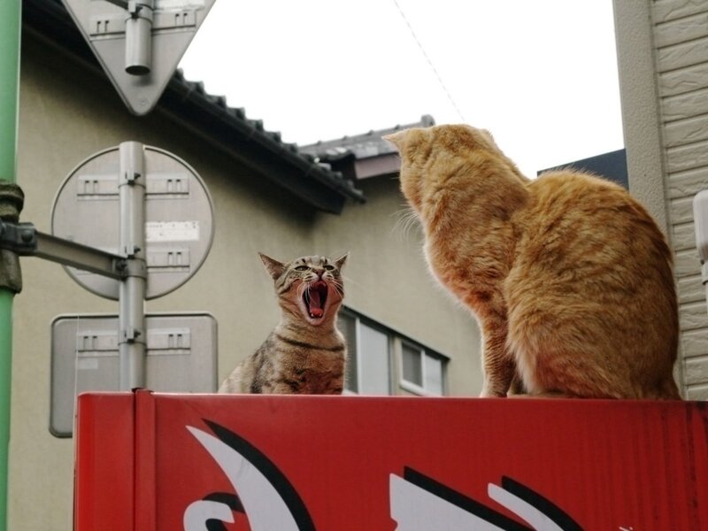Two cats on a sign
