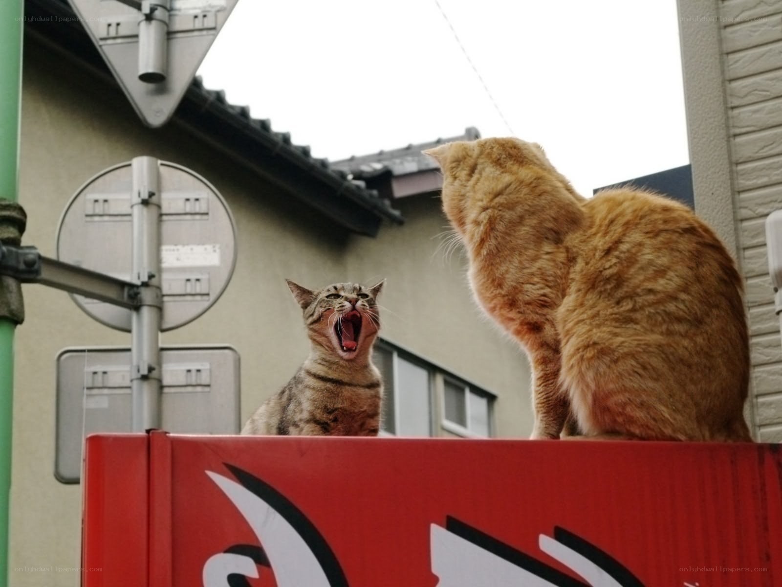 Two cats on a sign