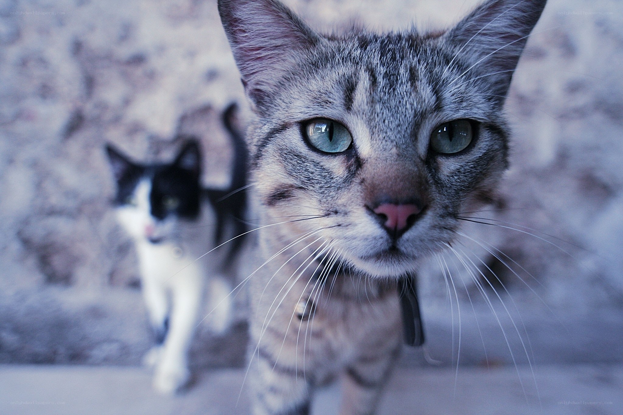 Two cats on a stone path