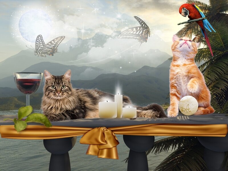 Two Cats on a Table — Orange