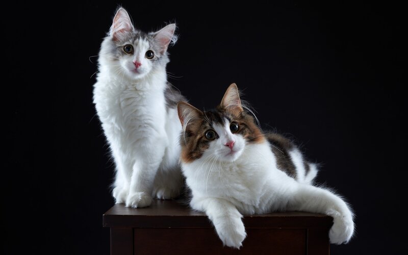 Two cats on a table