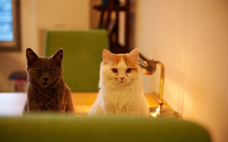 Two Cats on a Table — White