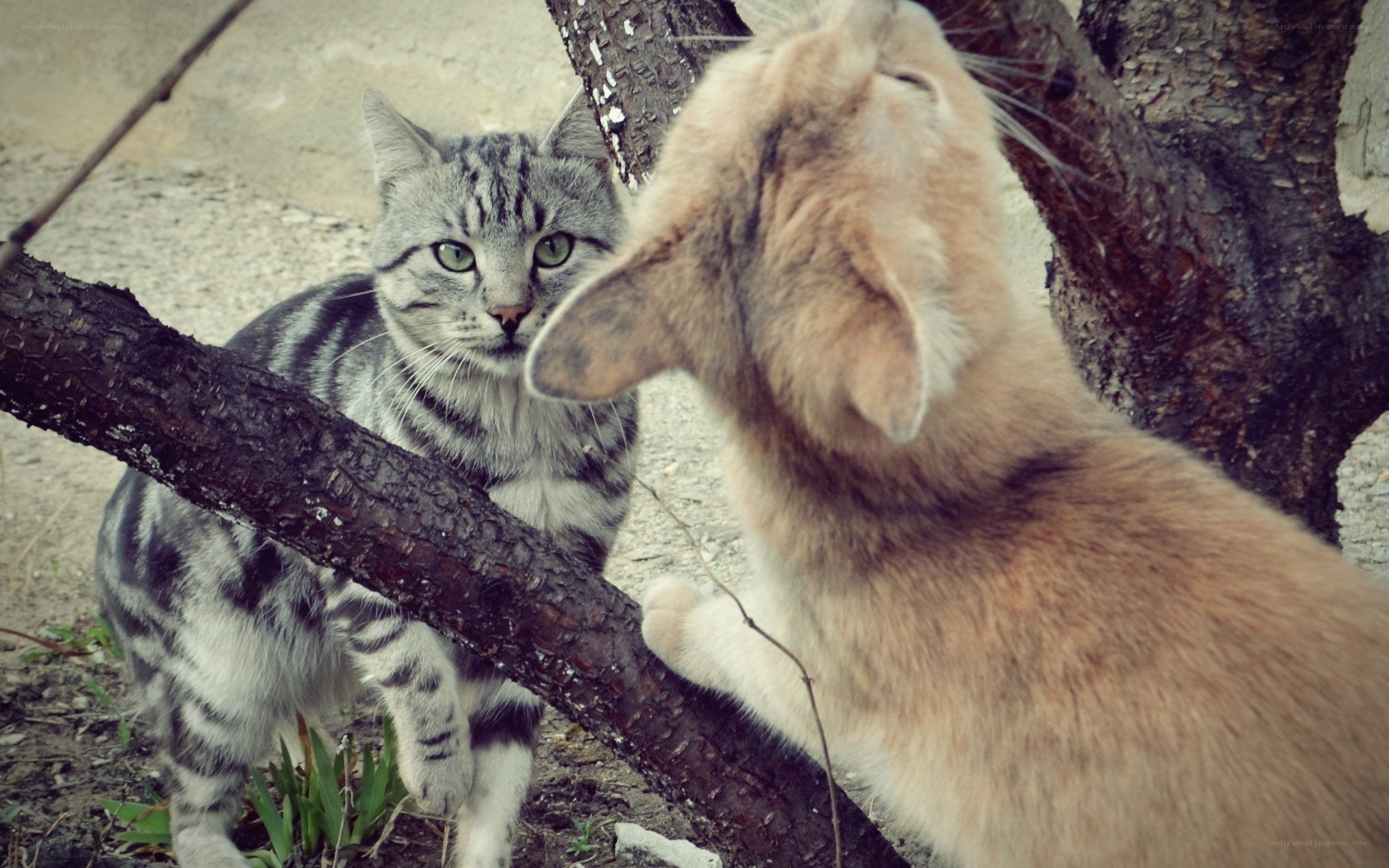 Two cats on a tree branch