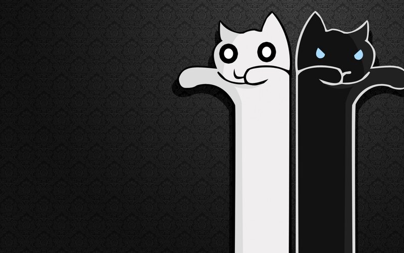 two cats on a wall