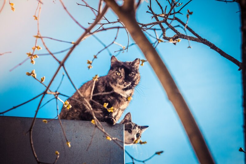 Two Cats on a Wall — Blue
