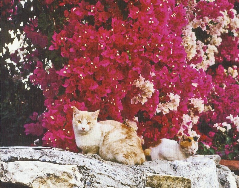 Two Cats on a Wall — Pink
