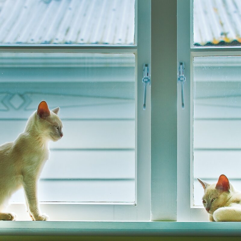 Two cats on a windowsill