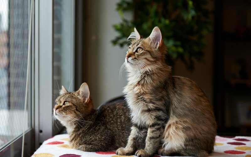 Two cats on a windowsill