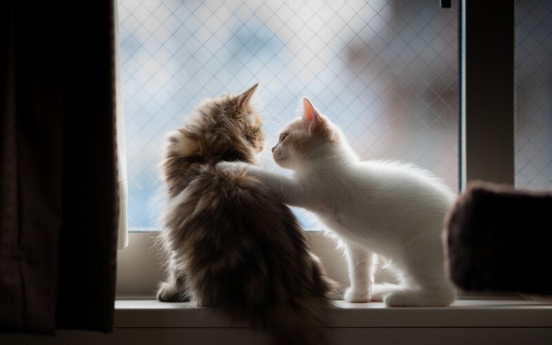 Two cats on a windowsill