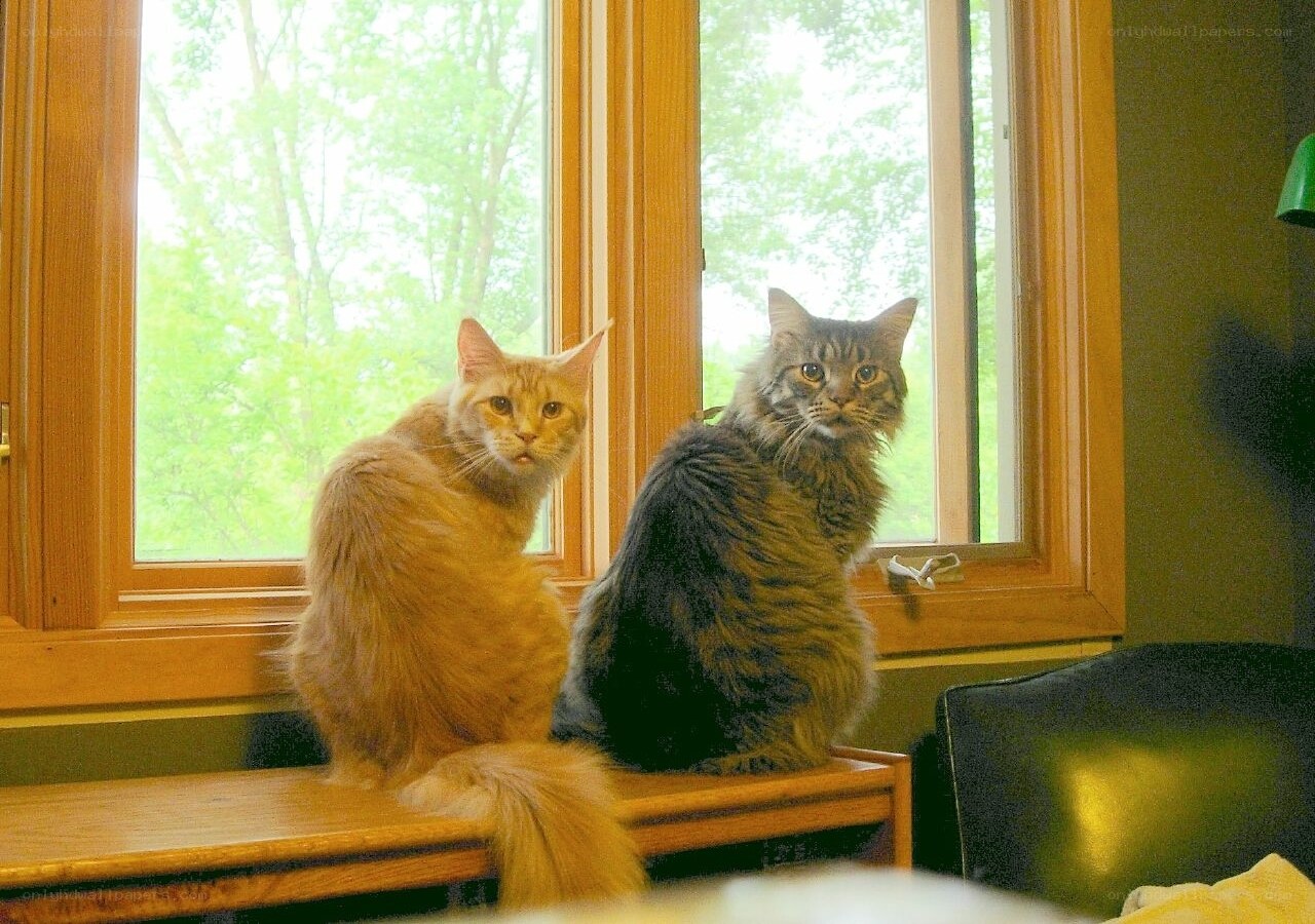 Two cats on a windowsill