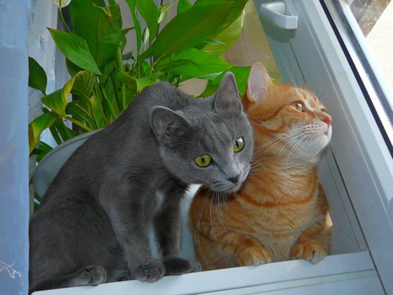Two cats on a windowsill