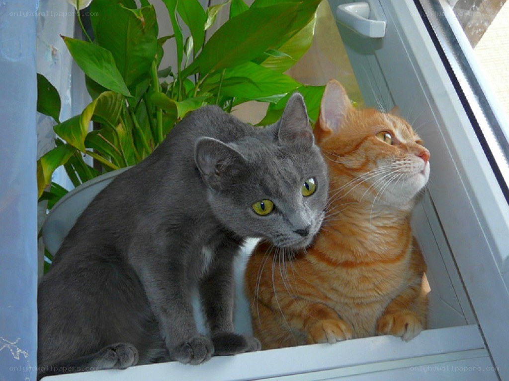 Two cats on a windowsill