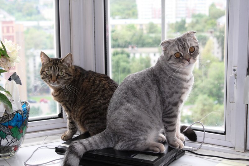 Two cats on a windowsill