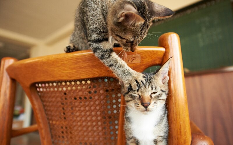 Two cats on a wooden chair