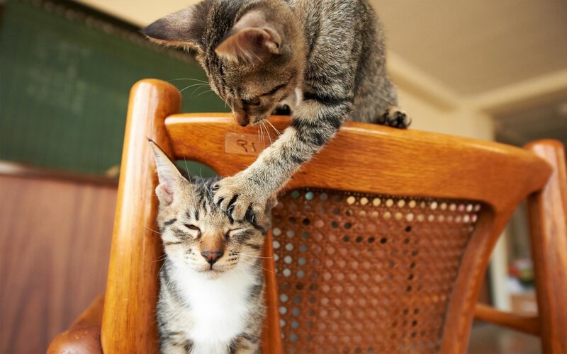Two cats on a wooden chair