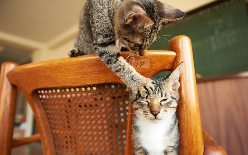 Two cats on a wooden chair