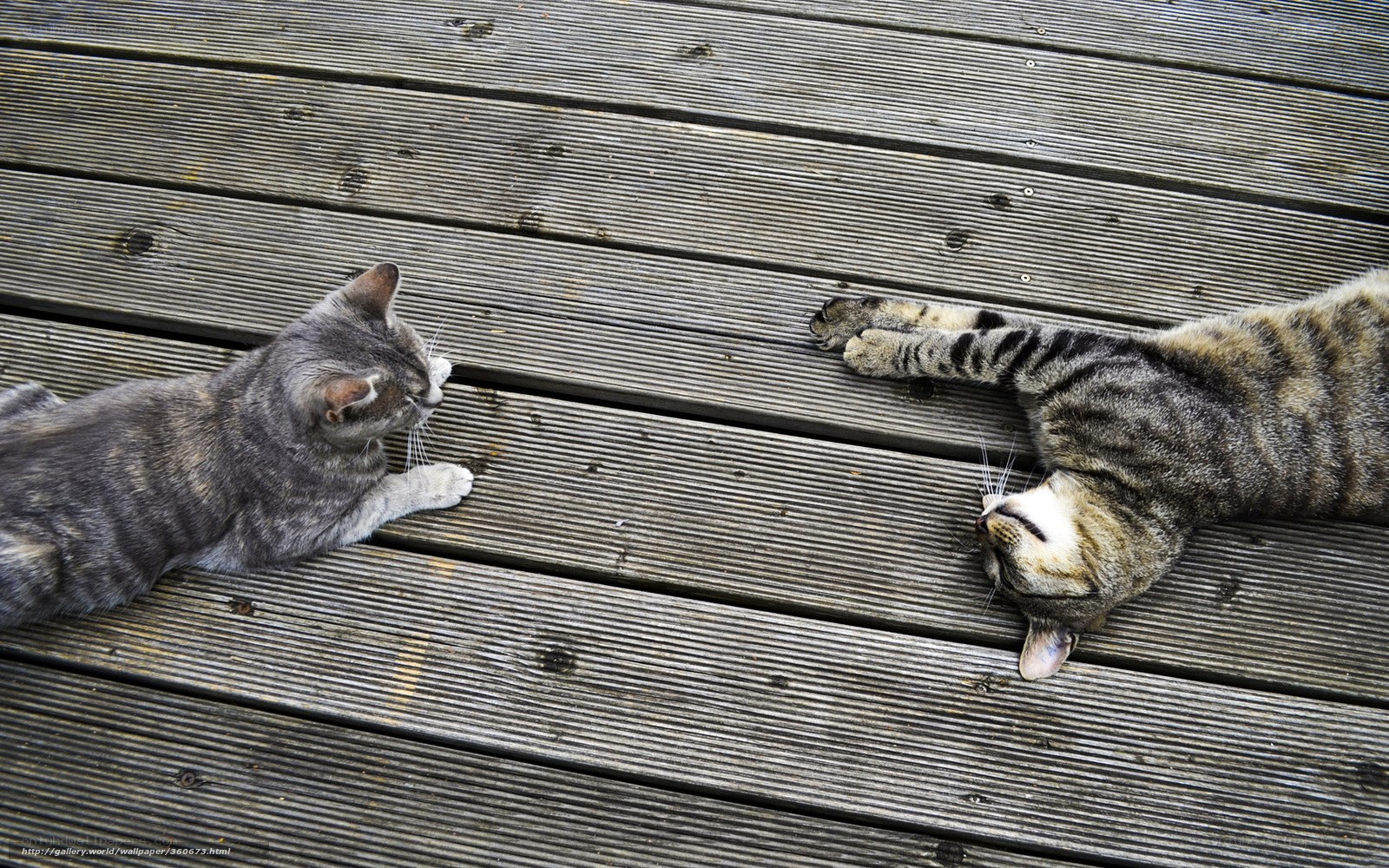 Two cats on a wooden deck