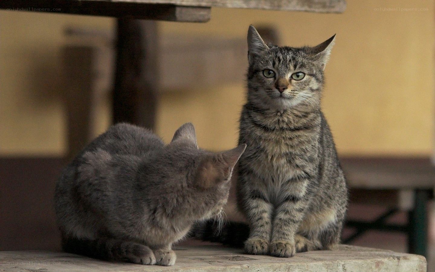 Two cats on a wooden surface