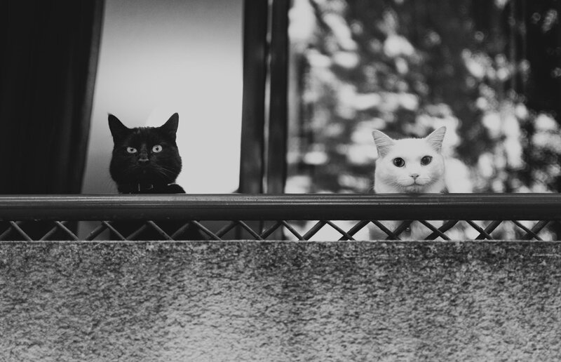 Two Cats on Balcony
