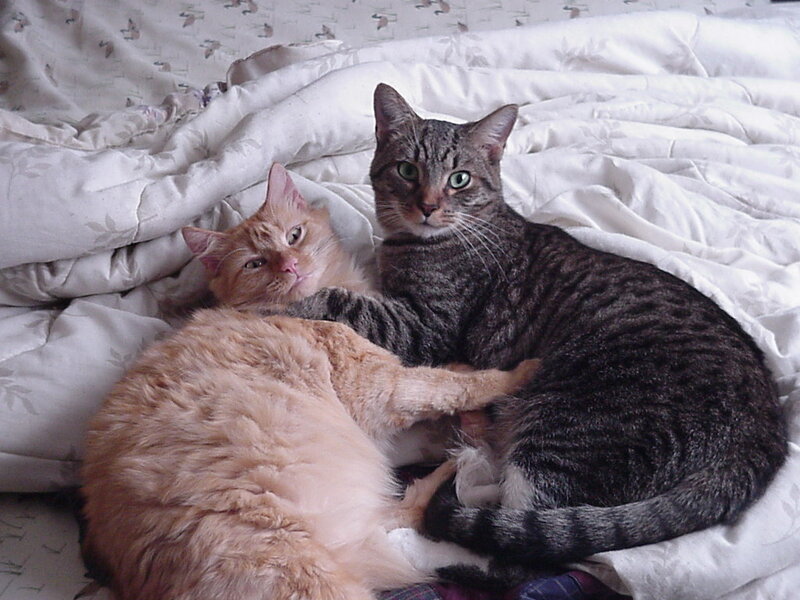 Two Cats on Bed