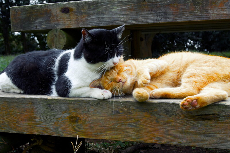 Two Cats on Bench — Black