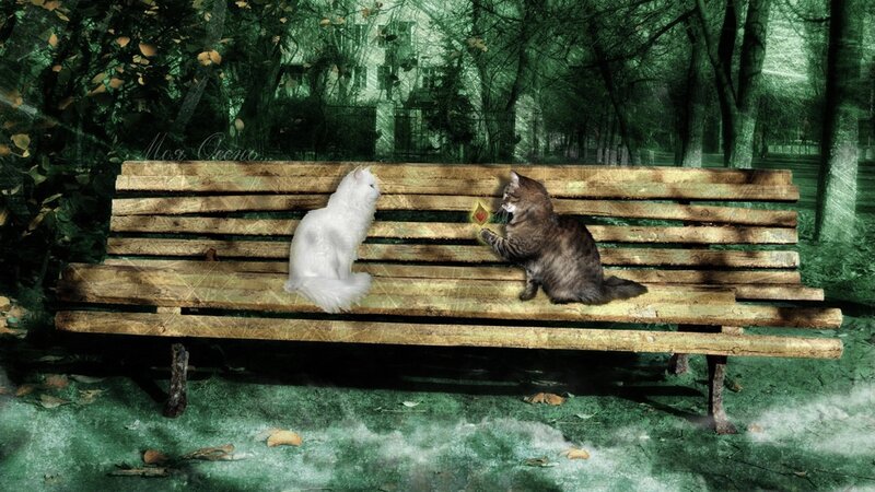 Two Cats on Bench