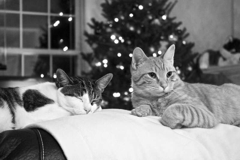 Two Cats on Blanket — Black, Calm