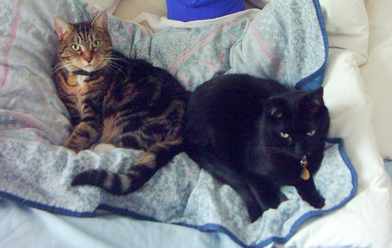 Two Cats on Blanket — Black